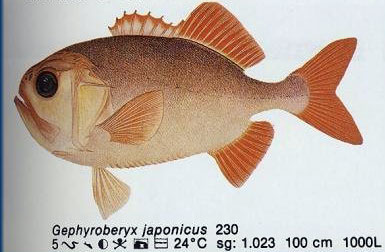Gephyroberyx japonicus